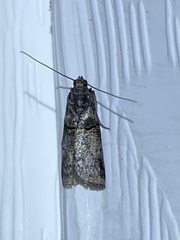 Acrobasis caryae