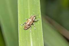 Hypolixus mastersii