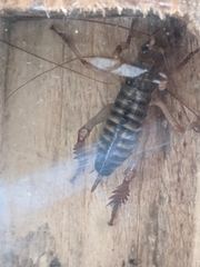 Hemideina crassidens