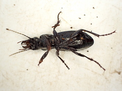Plocamostethus planiusculus