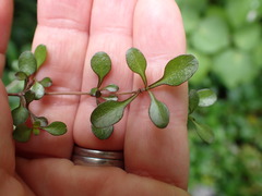Coprosma