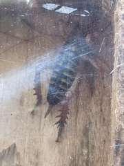 Hemideina crassidens