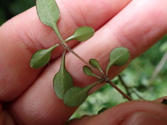 Coprosma