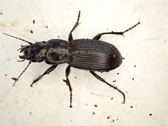 Plocamostethus planiusculus