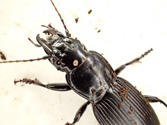 Plocamostethus planiusculus