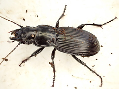 Plocamostethus planiusculus