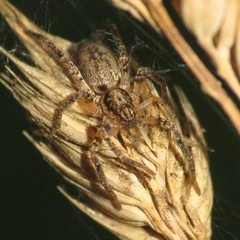 Anyphaena