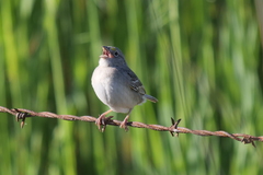 Ammodramus humeralis