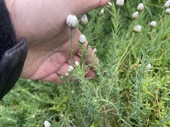 Rhodanthe anthemoides
