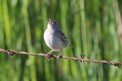 Ammodramus humeralis