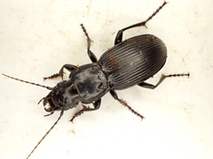 Plocamostethus planiusculus