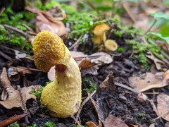 Armillaria cepistipes