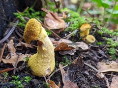 Armillaria cepistipes