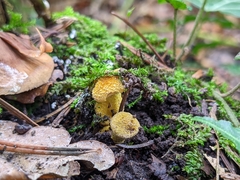 Armillaria cepistipes