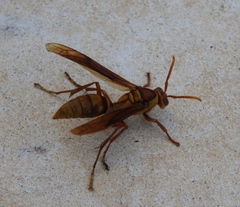Polistes carnifex