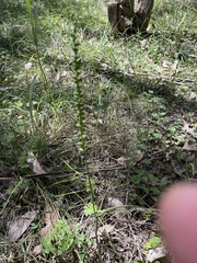 Microtis parviflora
