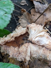 Armillaria cepistipes