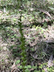 Microtis parviflora