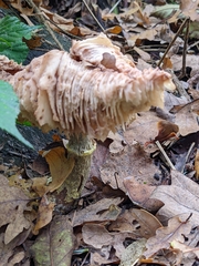 Armillaria cepistipes