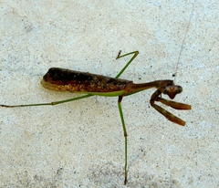 Stagmomantis montana