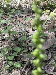 Microtis parviflora