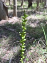Microtis parviflora