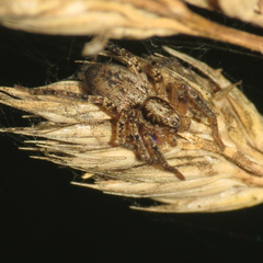 Anyphaena