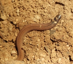 Tantilla calamarina