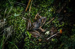 Eupsophus vertebralis