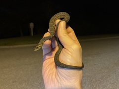 Nerodia fasciata pictiventris