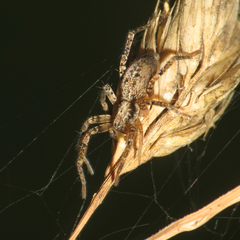 Anyphaena