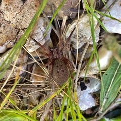 Mituliodon tarantulinus
