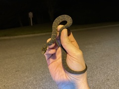 Nerodia fasciata pictiventris