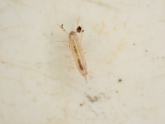 Talitridae