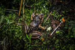 Eupsophus vertebralis