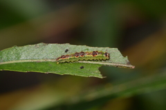 Acronicta connecta