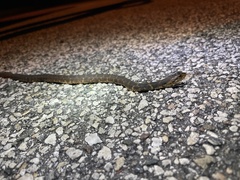 Nerodia fasciata pictiventris