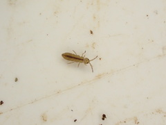 Collembola