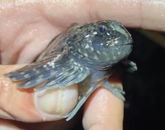 Clinocottus globiceps