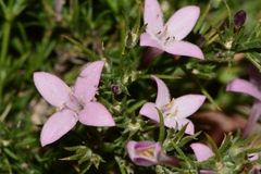 Houstonia