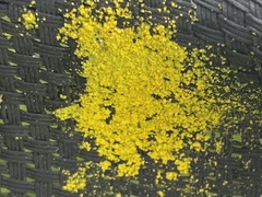 Chrysothrix xanthina