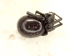 Steatoda