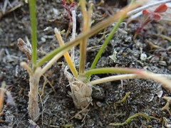 Rytidosperma exiguum