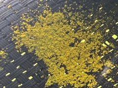 Chrysothrix xanthina