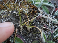 Rytidosperma exiguum