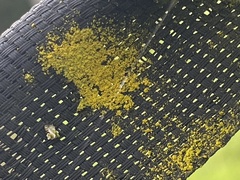 Chrysothrix xanthina