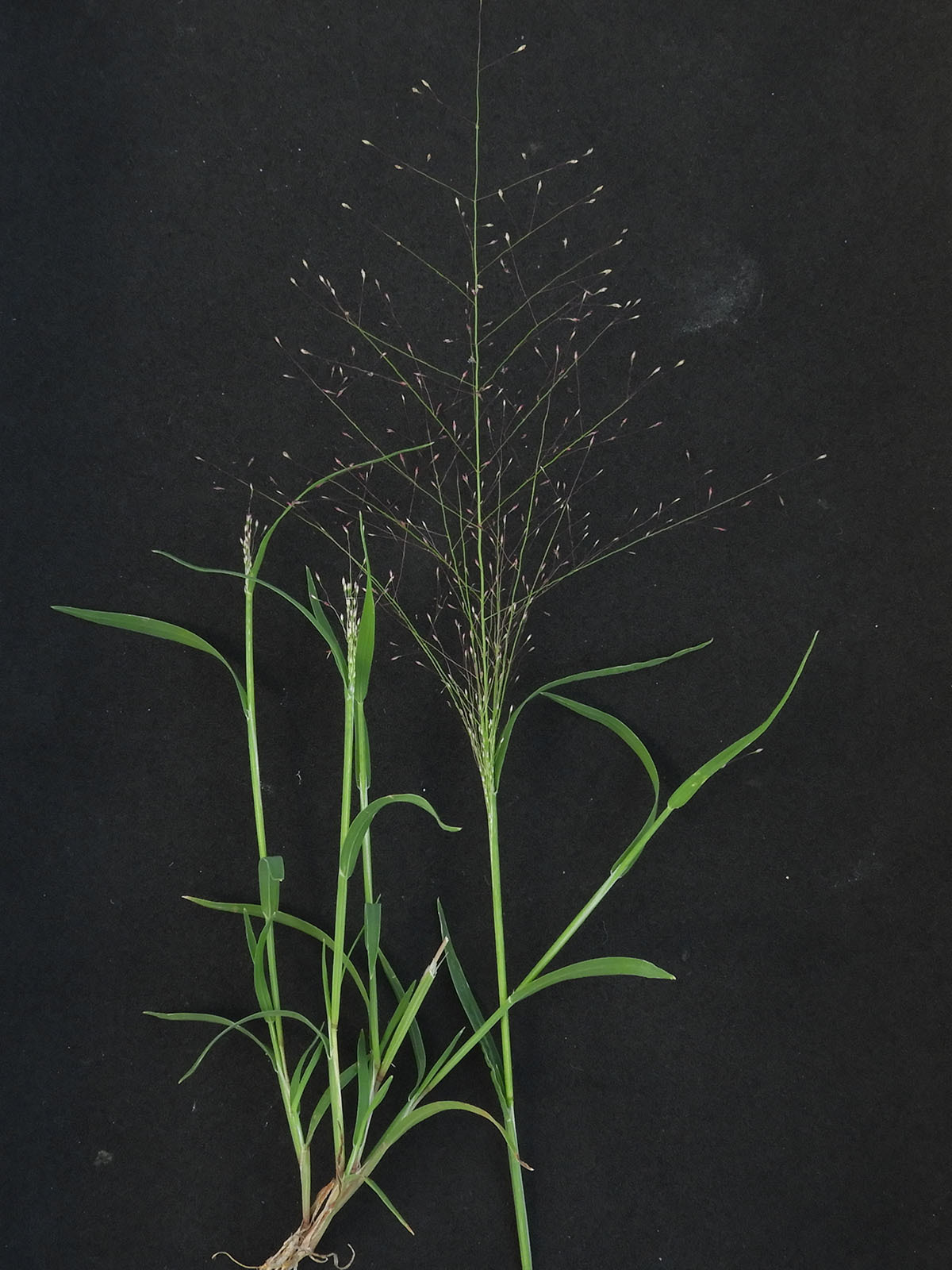Muhlenbergia fragilis