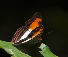 Adelpha plesaure phliassa