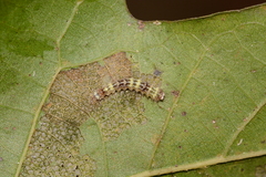 Acronicta lobeliae