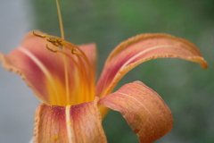 Hemerocallis